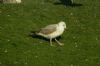 Caspian Gull at Hole Haven Creek (Steve Arlow) (69972 bytes)